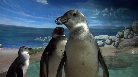 Endangered African Penguins Can Be Found at Jenkinson's Aquarium | Video | NJ Spotlight News