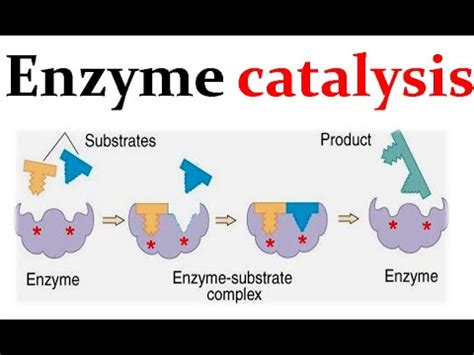 Enzyme catalysis mechanism - YouTube