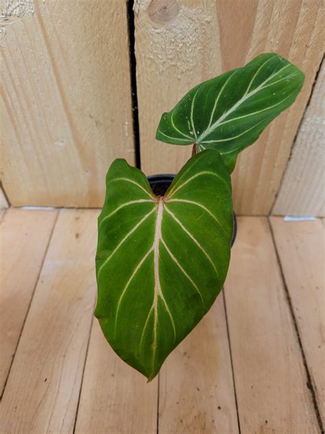 Philodendron Gloriosum - The Curious Plantaholic