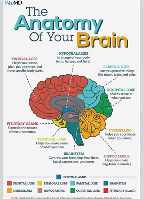 The Anatomy Of Your Brain : r/coolguides