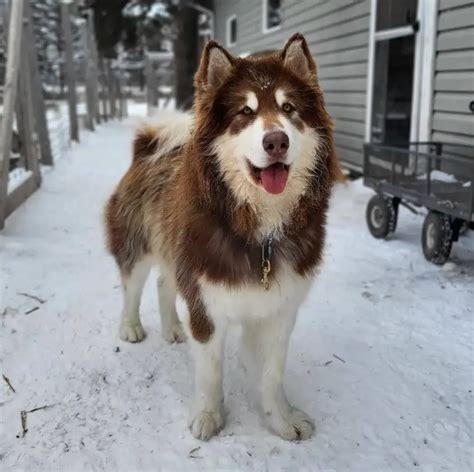 15 Best Dog Breeds for Cold Weather - ilovedogscute.com