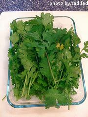 Harvesting Cilantro