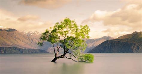 That Wanaka tree: Βανδάλισαν την πιο αναγνωρίσιμη ιτιά του κόσμου | imommy