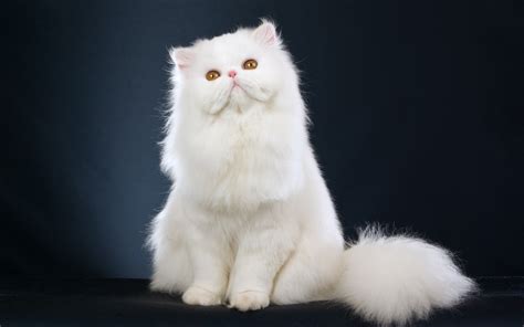 Persian Cat History, Personality, Appearance, Health and Pictures