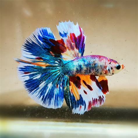 5 Most Expensive Betta Fish In The World - AquariumCircle