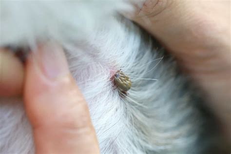 I Found a Dried Dead Tick on My Dog — What Do I Do? | Superb Dog