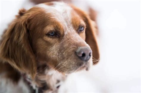 11 of the Top Brittany Spaniel Mix Breeds (w/ Pictures)