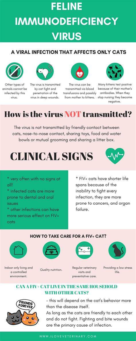 Feline Immunodeficiency Virus (FIV) | I Love Veterinary