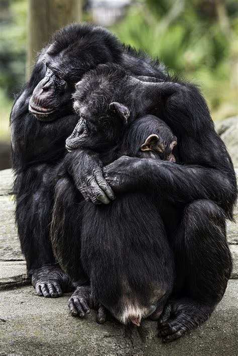 Chimpanzee Family Portrait Photograph by Levana Sietses