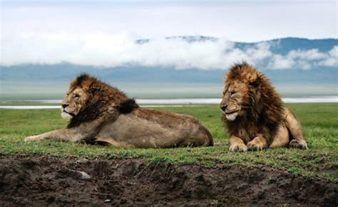 Ngorongoro crater | Ngorongoro crater Tour | Ngorongoro crater safari