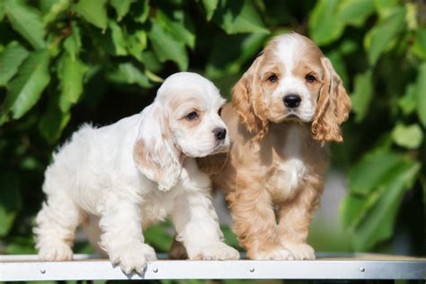 two adorable american cocker spaniel puppies - Shadybrook Kennels