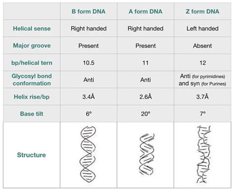 DNA (Deoxyribonucleic acid): Definition, Structure, Function, Evidence ...