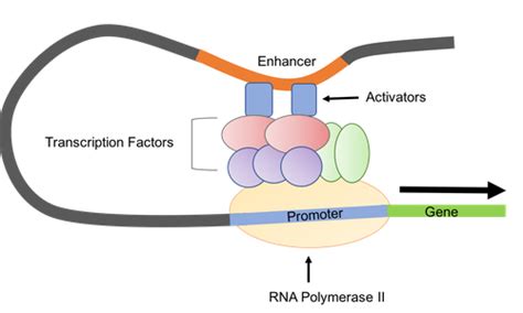 Characteristics of Eukaryotic Promoters Include Which of the Following - Kennedy-has-Buck