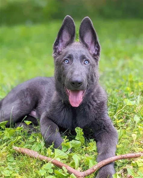 Blue German Shepherd: Facts, Genetics, Health, Pictures & FAQs