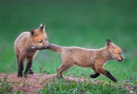 Red Fox Pups | Recently awarded "Highly Honored" in the 2020… | Flickr