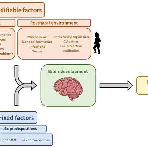 | Genetic and environmental factors that influence brain development ...