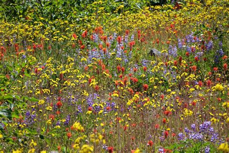 Bulk Wildflower Seed Mixes - Annual and Perennial