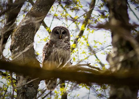 Barred Owl Encounter | Barred owl, Barred owl call, Owl