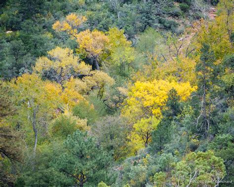 Fall Color in Oak Creek Canyon – Flagstaff Altitudes