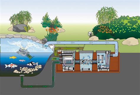 Xem ngay: Tổng Quan Về Hệ Thống Lọc Bể Cá Ngoài Trời Hiệu Quả