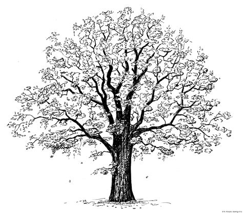 Oak tree drawing – Line art illustrations