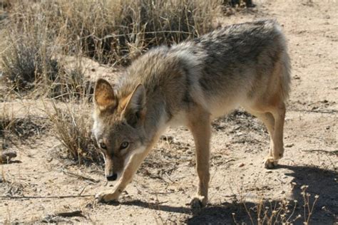 Do Jackal Dog Hybrids Exist? The Interesting Answer | Hepper