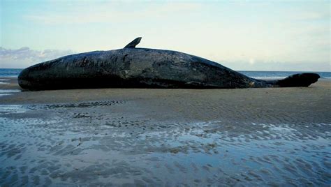 beached whale Blank Template - Imgflip