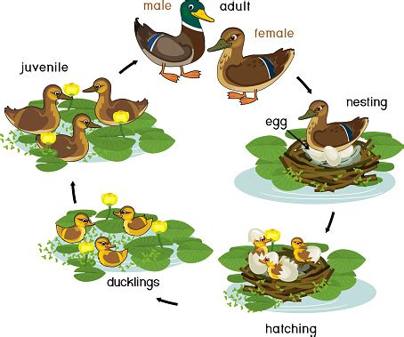 Life Cycle Of Bird Stages Of Development Of Wild Duck From Egg To Duckling And Adult Bird ...