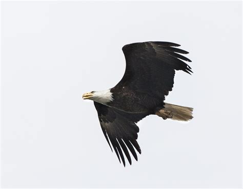 Bald Eagle Soaring Free Stock Photo - Public Domain Pictures