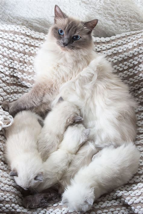 Rgdoll Kittens | Cat breeds, Ragdoll cat colors, Ragdoll kitten