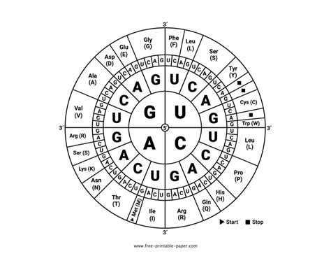 Codon Wheel – Free-printable-paper.com