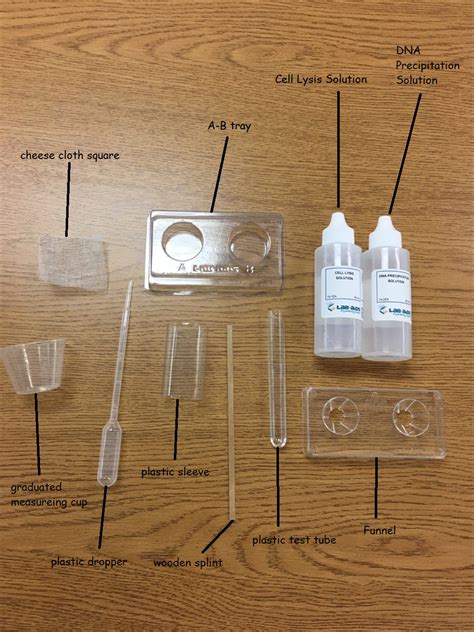 DNA Extraction Lab