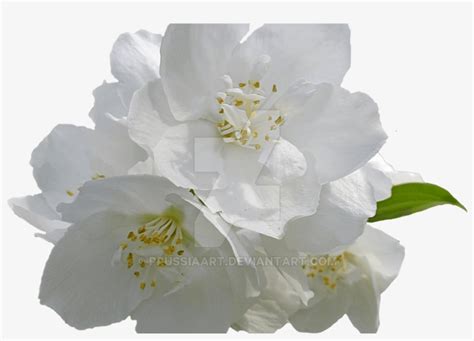 Collection Of Free Tropical Vector Mogra Flower Download - Camellia Sasanqua - 1368x855 PNG ...