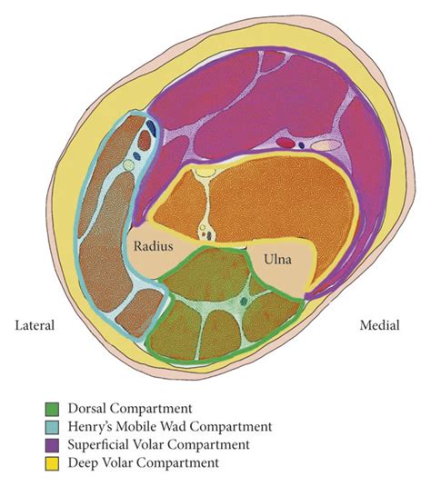 Compartments of the forearm (color). Schematic drawing by Orlando... | Download Scientific Diagram