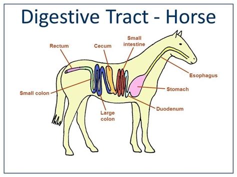 Horse Digestive System-Sketch | Horses, Digestion, Horse care