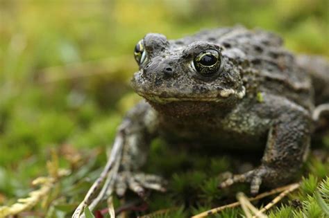 Natterjack Toad - RSPB Images 04.12.19 - Back From The Brink