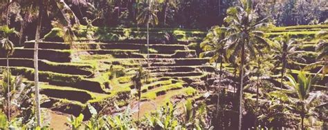 Tegallalang Rice Terraces: 17 Essential Tips - A Piece of Travel