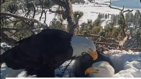 Experts Say Big Bear Bald Eagle Eggs Unlikely to Hatch – NBC Los Angeles