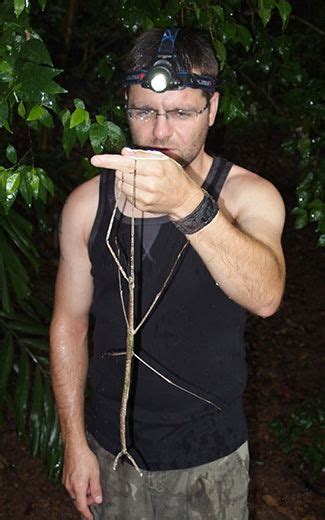 Australia's biggest stick insect found - Australian Geographic | Stick ...