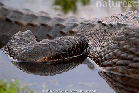 Stock photo of Yacare Caiman (Caiman yacare) skin and limb-joint close up. Ibera.... Available ...