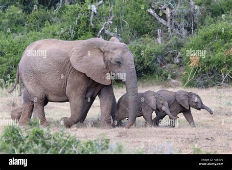 Baby And Mom African Elephants