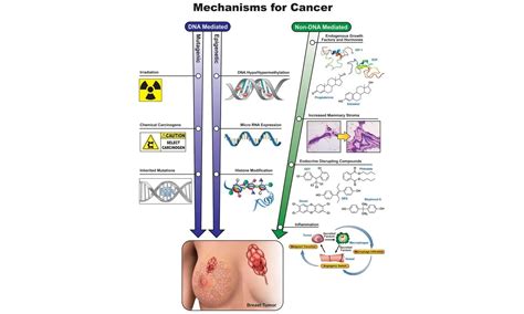 Diethylstilbestrol Gene Changes and Proposed Mechanisms of Action