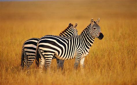 Stunning HD Wallpaper of Majestic Zebras in the Wild