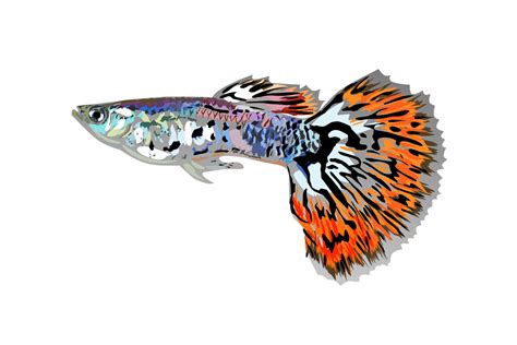 beautiful guppy fish illustration 18825336 PNG