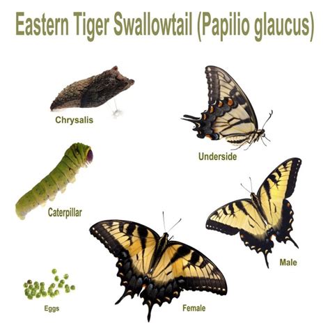 Eastern Tiger Shallowtail (Papilio glaucus) Butterfly Cycle – ZALA HUB