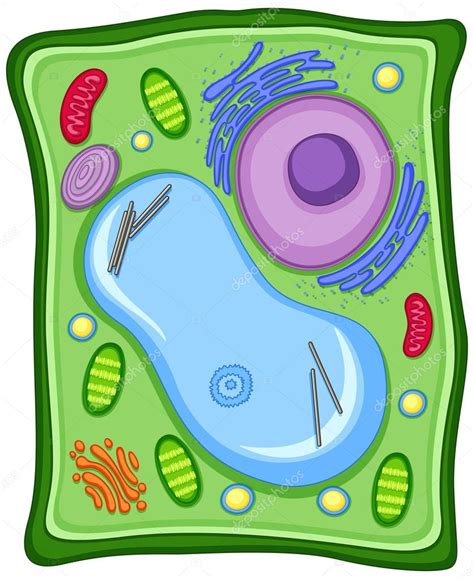 Plant cell with cell membrane Stock Vector Image by ©interactimages ...