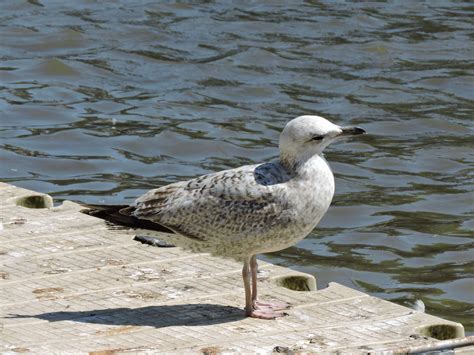 Juvenile herring gull? | Taken at River Dee, Chester | Flickr