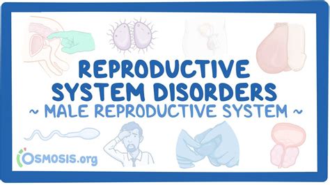 Male reproductive system: Reproductive system disorders: Video, Causes ...