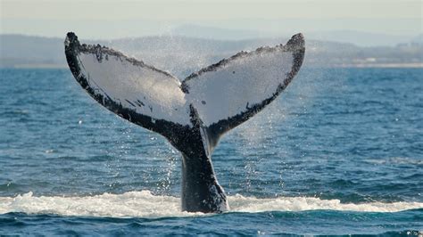 Whale Watching Sailing Cruise - Nelson Bay, Port Stephens - Adrenaline