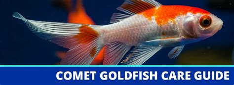 The Comet Goldfish Care Guide: Fact Sheet, Breeding, Behavior, Etc.